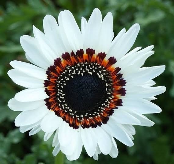 African Daisy seeds, Cape Daisy, hippie flowers, fun and easy to grow, fantastic gift for any plant lover, organic, Fast Shipping