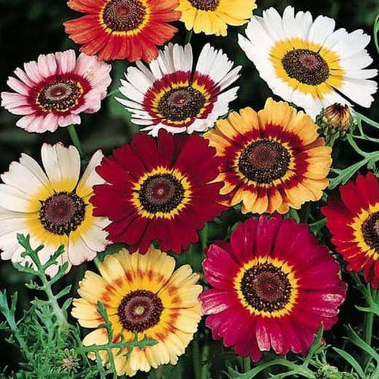 Painted Daisy seeds, Tricolour Daisy, trippy, hippie flowers, fun and easy to grow, Fast Shipping, fantastic gift for any plant lover
