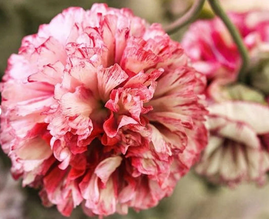 Poppy Peony Flower seeds, Flemish antique seeds, amazing colours, fun and easy to grow, organic, gardening, fast shipping