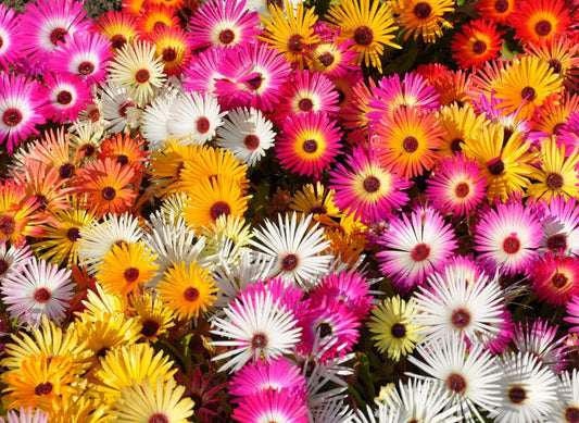 Livingstone Daisy seeds, fun and easy to grow, fast shipping, fantastic gift for any plant lover, beautiful vibrant flowers, long lasting