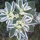 Snow on the Mountain seeds, beautiful colors, amazing pattern, fun and easy to grow, gift idea, gardening, organic, fast shipping