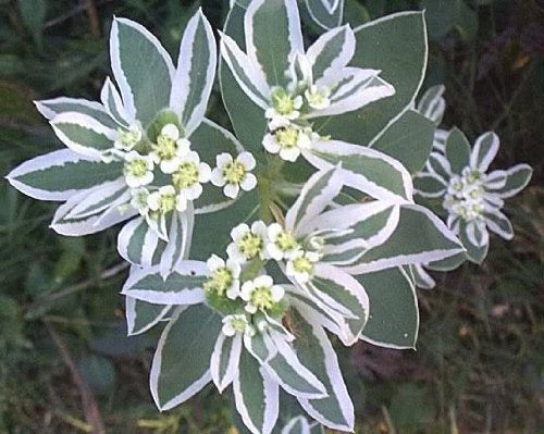 Snow on the Mountain seeds, beautiful colors, amazing pattern, fun and easy to grow, gift idea, gardening, organic, fast shipping