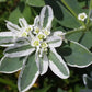 Snow on the Mountain seeds, beautiful colors, amazing pattern, fun and easy to grow, gift idea, gardening, organic, fast shipping