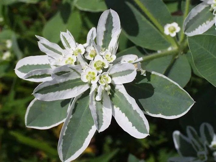 Snow on the Mountain seeds, beautiful colors, amazing pattern, fun and easy to grow, gift idea, gardening, organic, fast shipping