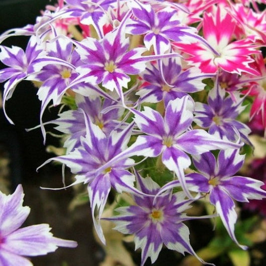 Star Flower seeds, Twinkle Star, beautiful colors, amazing patterns, fun and easy to grow, gift idea, fast shipping, organic,