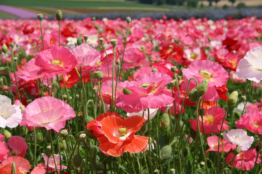 Pink Poppy Flower seeds, Shirley Poppy, beautiful colors, amazing pattern, fun and easy to grow, gift idea, fast shipping