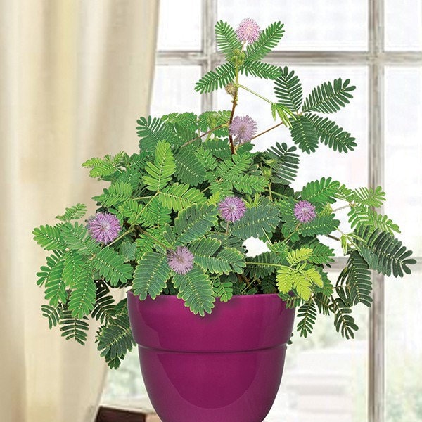 The Sensitive Plant, “Touch Me Not Plant” seeds for all year round, Zombie Plant, Tickle Plant, fun & easy to grow, organic, fast shipping