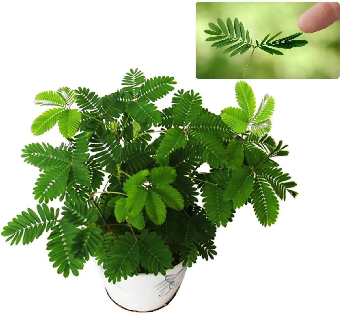 The Sensitive Plant, “Touch Me Not Plant” seeds for all year round, Zombie Plant, Tickle Plant, fun & easy to grow, organic, fast shipping