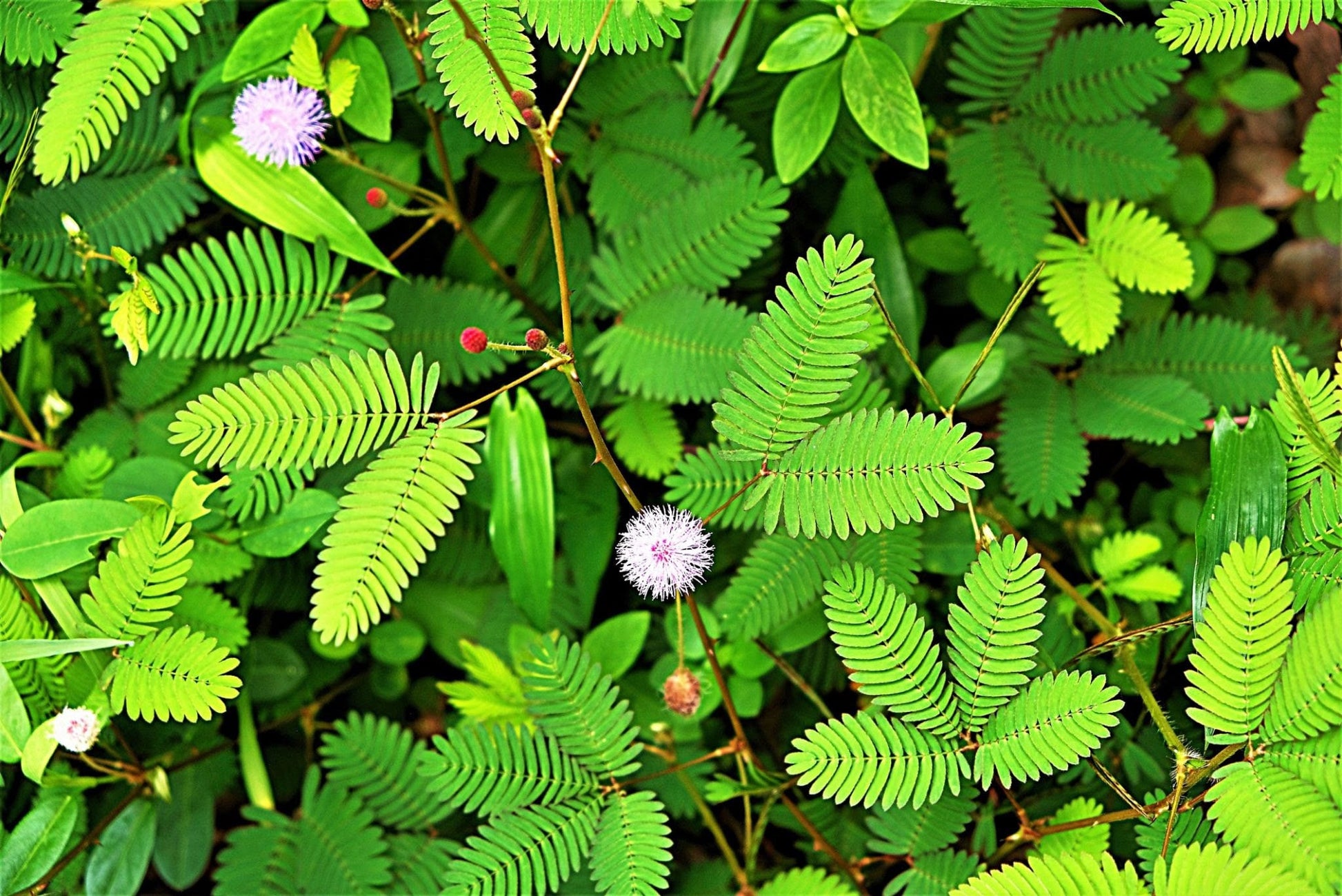 The Sensitive Plant, “Touch Me Not Plant” seeds for all year round, Zombie Plant, Tickle Plant, fun & easy to grow, organic, fast shipping