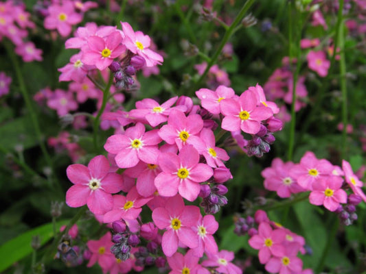 Pink Forget Me Not seeds, amazing colours, fun and easy to grow, gift idea, fast shipping