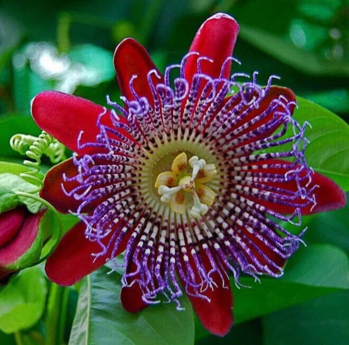 Red Passion Flower seeds, for indoors and outdoors, fun & easy to grow, beautiful flowers, Fast shipping, fantastic gift for any plant lover