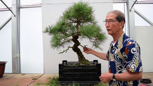 Japanese Bonsai seeds, fun and easy to grow, fast growing, an amazing gift, grow your own mini tree, organic, fast shipping