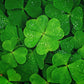 Lucky Irish Clover seeds, a beautiful gift, Amazing Color, Fun and Easy to Grow, organic, Fast Shipping, Luck of the Irish