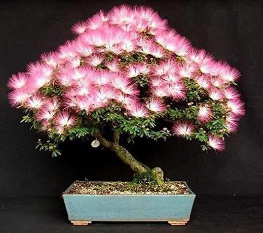 Pink Silk Tree seeds, Flowering mini tree, amazing colours, fun & easy to grow, unique gift, mimosa, Sleeping Tree, fast shipping