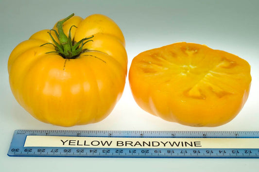 XXL Yellow Tomatoes, seeds, BIG, can become 2lb / 1 kilo! fantastic gift for vegan friends & family, organic, record breaking, fast shipping