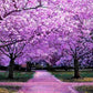 Jacaranda seeds, Purple Tree, amazing purple and blue colours, fun & easy to grow, for indoors and outdoors, organic, Fast Shipping