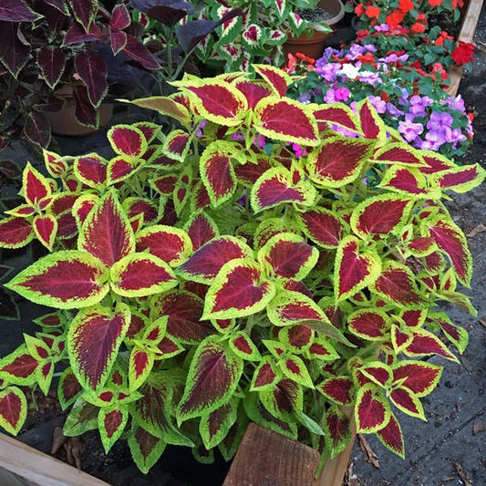 Christmas Coleus seeds, Grow your own Christmas decoration, amazing colours, fun and easy to grow, fast shipping, a lovely Christmas gift