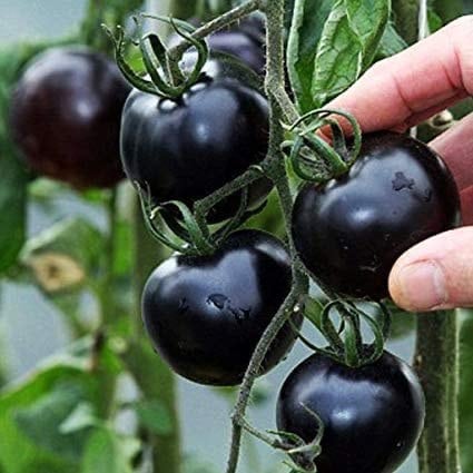 Gothic Tomato Seeds, Black and vibrant Red, fun and easy to grow, gift idea, gardening, gothic, fast shipping, can be grown in all zones