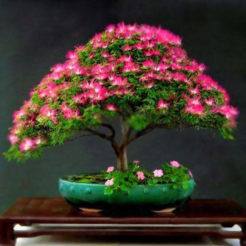 Silk Tree Bonsai seeds, Flowering mini tree, amazing colours, fun & easy to grow, unique gift, mimosa, Sleeping Tree, organic, fast shipping