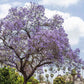 Jacaranda seeds, Purple Tree, amazing purple and blue colours, fun & easy to grow, for indoors and outdoors, organic, Fast Shipping