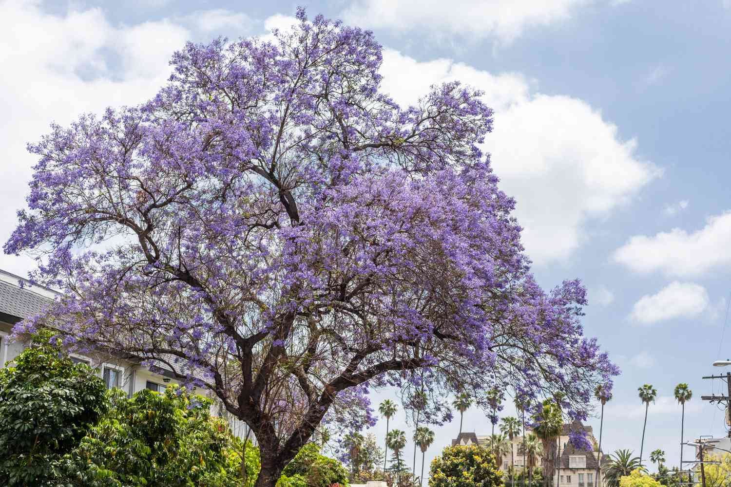 Jacaranda seeds, Purple Tree, amazing purple and blue colours, fun & easy to grow, for indoors and outdoors, organic, Fast Shipping