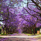 Jacaranda seeds, Purple Tree, amazing purple and blue colours, fun & easy to grow, for indoors and outdoors, organic, Fast Shipping
