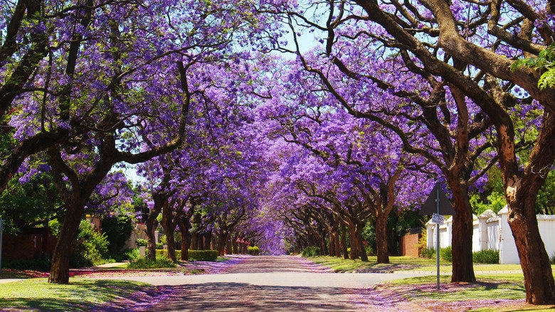 Jacaranda seeds, Purple Tree, amazing purple and blue colours, fun & easy to grow, for indoors and outdoors, organic, Fast Shipping