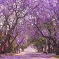Jacaranda seeds, Purple Tree, amazing purple and blue colours, fun & easy to grow, for indoors and outdoors, organic, Fast Shipping