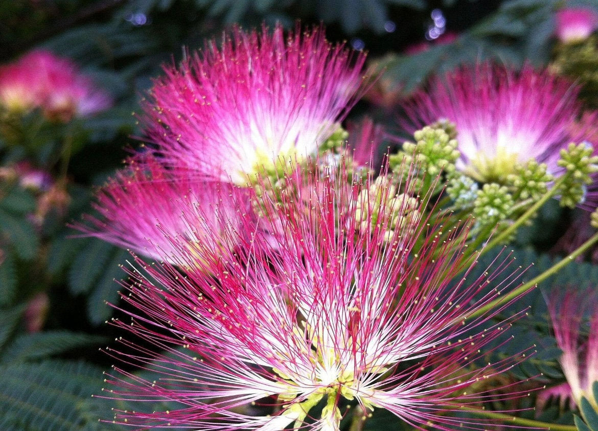 Pink Silk Tree seeds, Flowering mini tree, amazing colours, fun & easy to grow, unique gift, mimosa, Sleeping Tree, fast shipping