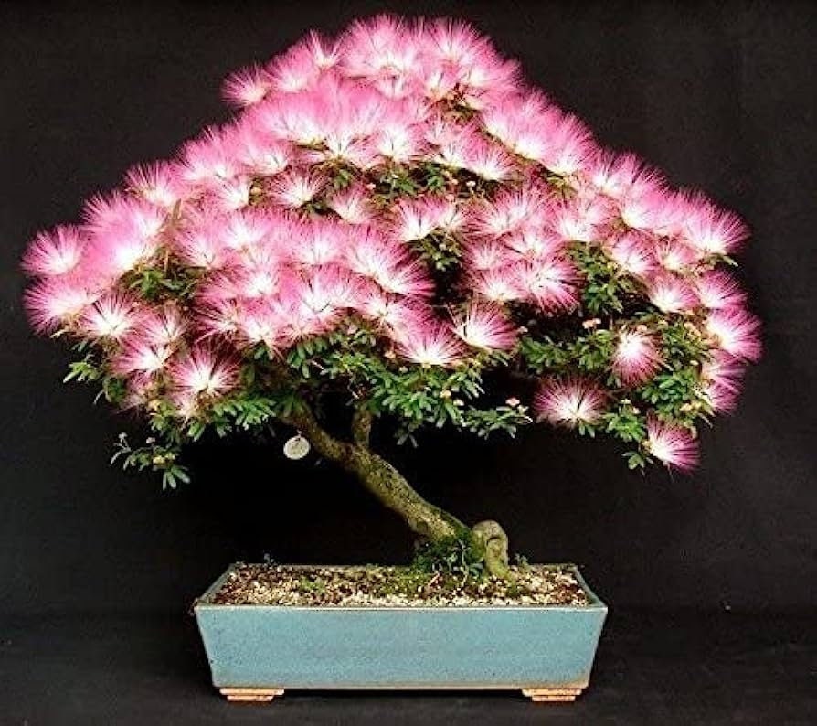 Silk Tree Bonsai seeds, Flowering mini tree, amazing colours, fun & easy to grow, unique gift, mimosa, Sleeping Tree, organic, fast shipping