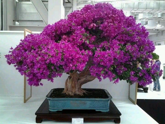 Jacaranda Purple Bonsai Tree seeds, fun and easy to grow, fast growing, an amazing gift, grow your own Flowering mini tree, fast shipping