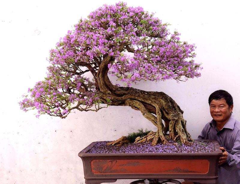 Jacaranda Purple Bonsai Tree seeds, fun and easy to grow, fast growing, an amazing gift, grow your own Flowering mini tree, fast shipping