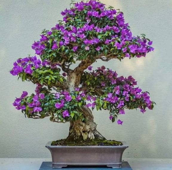 Jacaranda Purple Bonsai Tree seeds, fun and easy to grow, fast growing, an amazing gift, grow your own Flowering mini tree, fast shipping