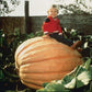 XXXL Pumpkin seeds, Atlantic Giant, a really cool gift for all plant lovers and gardeners, fun & easy to grow, can be grown in all zones