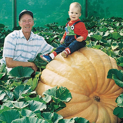 XXXL Pumpkin seeds, Atlantic Giant, a really cool gift for all plant lovers and gardeners, fun & easy to grow, can be grown in all zones