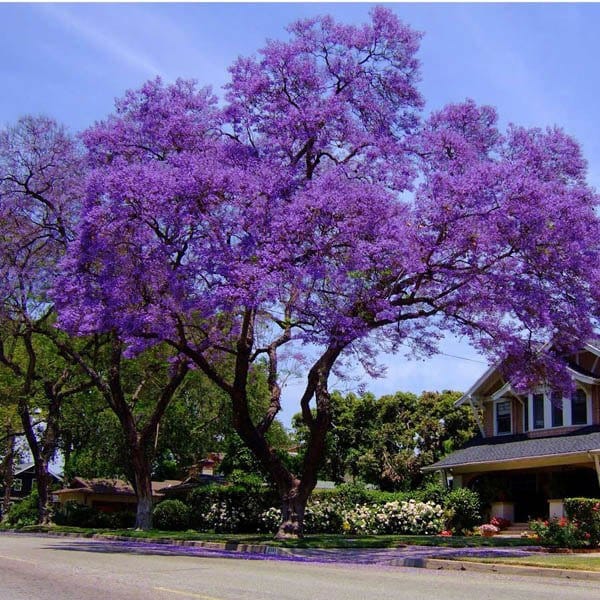 Jacaranda seeds, Purple Tree, amazing purple and blue colours, fun & easy to grow, for indoors and outdoors, organic, Fast Shipping