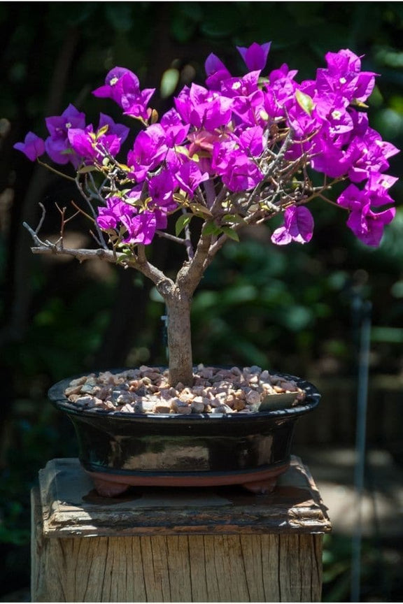 Jacaranda Purple Bonsai Tree seeds, fun and easy to grow, fast growing, an amazing gift, grow your own Flowering mini tree, fast shipping