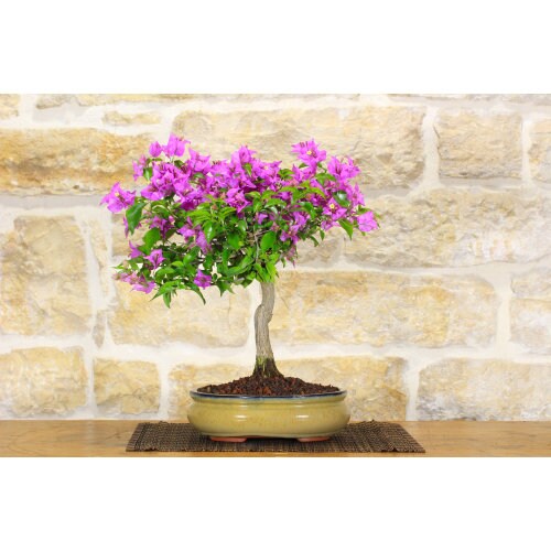 Jacaranda Purple Bonsai Tree seeds, fun and easy to grow, fast growing, an amazing gift, grow your own Flowering mini tree, fast shipping