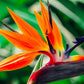 Bird of Paradise seeds, amazing colours, fun and easy to grow, house plant, organic, a lovely gift, gardening, house plants, fast shipping