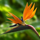 Bird of Paradise seeds, amazing colours, fun and easy to grow, house plant, organic, a lovely gift, gardening, house plants, fast shipping