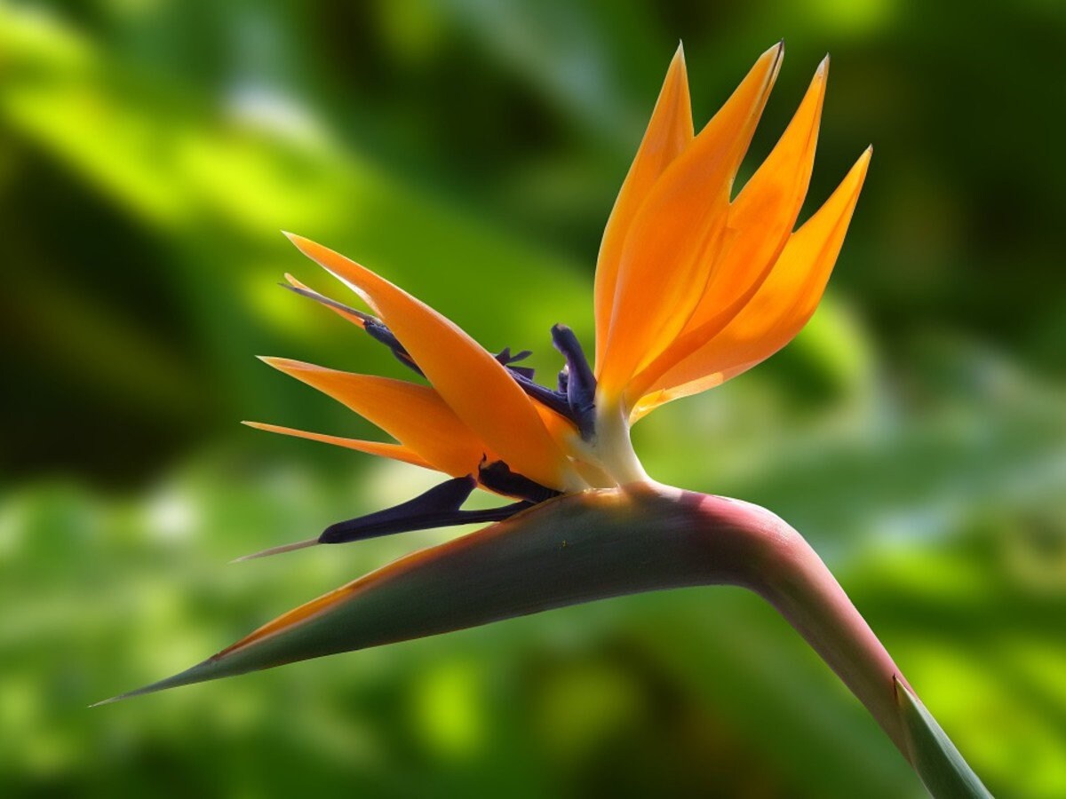 Bird of Paradise seeds, amazing colours, fun and easy to grow, house plant, organic, a lovely gift, gardening, house plants, fast shipping
