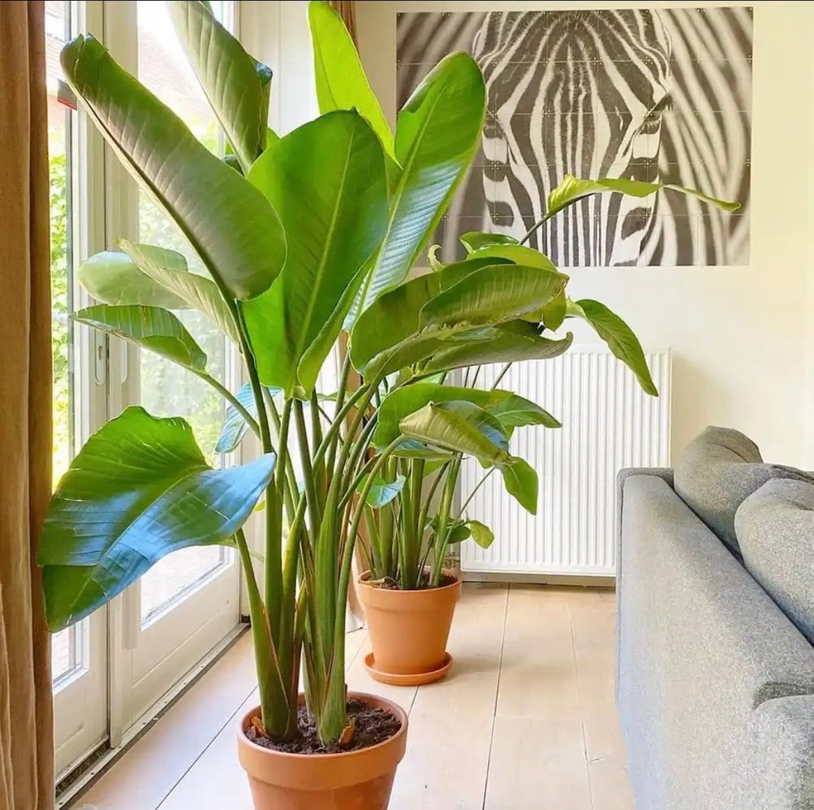 Bird of Paradise seeds, amazing colours, fun and easy to grow, tropical house plant, organic, a lovely gift, fast shipping