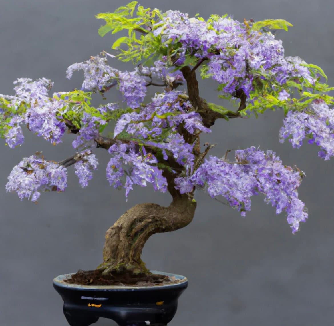 Purple Blue Jacaranda Bonsai Tree seeds, fun and easy to grow, amazing gift, Grow your own Flowering mini tree, gardening, fast shipping