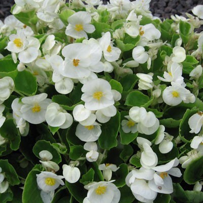 Rare Begonia Hybrid seeds, Begonia White Comet, amazing colour and leaves, fun and easy to grow, gift for him and her, fast shipping