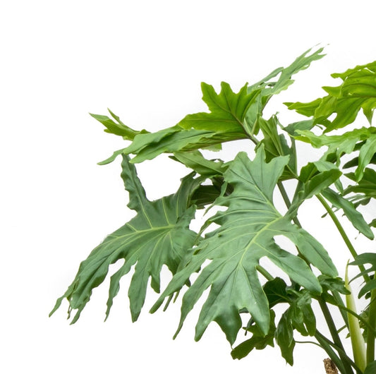 Philodendron Selluom seeds, amazing colour and XL leaves, fun & easy to grow, gift for him and her, house plant, urban jungle, fast shipping