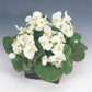 Rare Begonia Hybrid seeds, Begonia White Comet, amazing colour and leaves, fun and easy to grow, gift for him and her, fast shipping