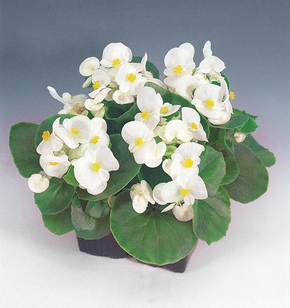 Rare Begonia Hybrid seeds, Begonia White Comet, amazing colour and leaves, fun and easy to grow, gift for him and her, fast shipping