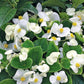 Rare Begonia Hybrid seeds, Begonia White Comet, amazing colour and leaves, fun and easy to grow, gift for him and her, fast shipping