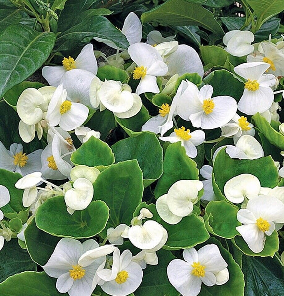 Rare Begonia Hybrid seeds, Begonia White Comet, amazing colour and leaves, fun and easy to grow, gift for him and her, fast shipping