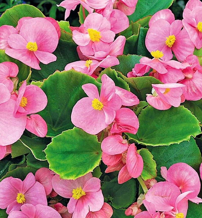 Rare Begonia Hybrid seeds, Begonia Pink Rose Comet, amazing colour and leaves, fun and easy to grow, gift for him and her, fast shipping